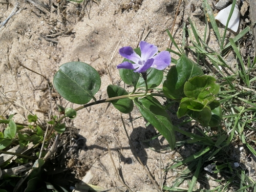 Vinca major
