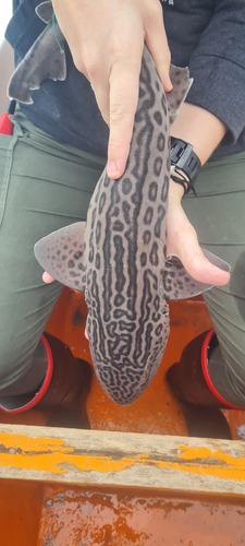 Leopard catshark (Poroderma pantherinum) — Scyliorhinidae