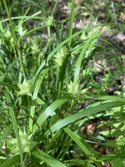 Carex intumescens