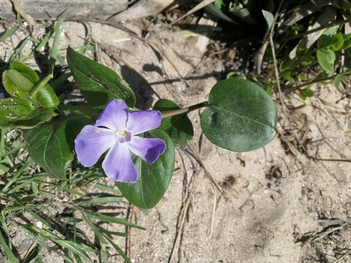 Vinca major