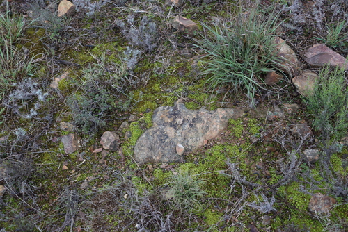 Image of Pseudocrossidium crinitum by (c) Tony Rebelo, some rights reserved (CC BY-SA)