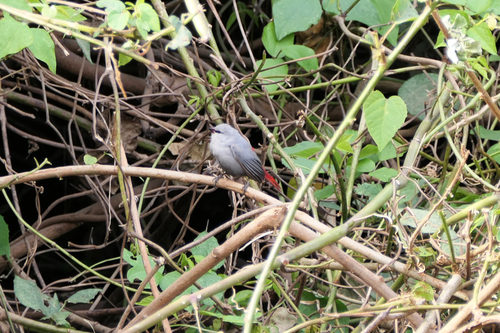 Lavender Waxbill (Glaucestrilda caerulescens), photo 2