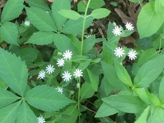 Stellaria longifolia