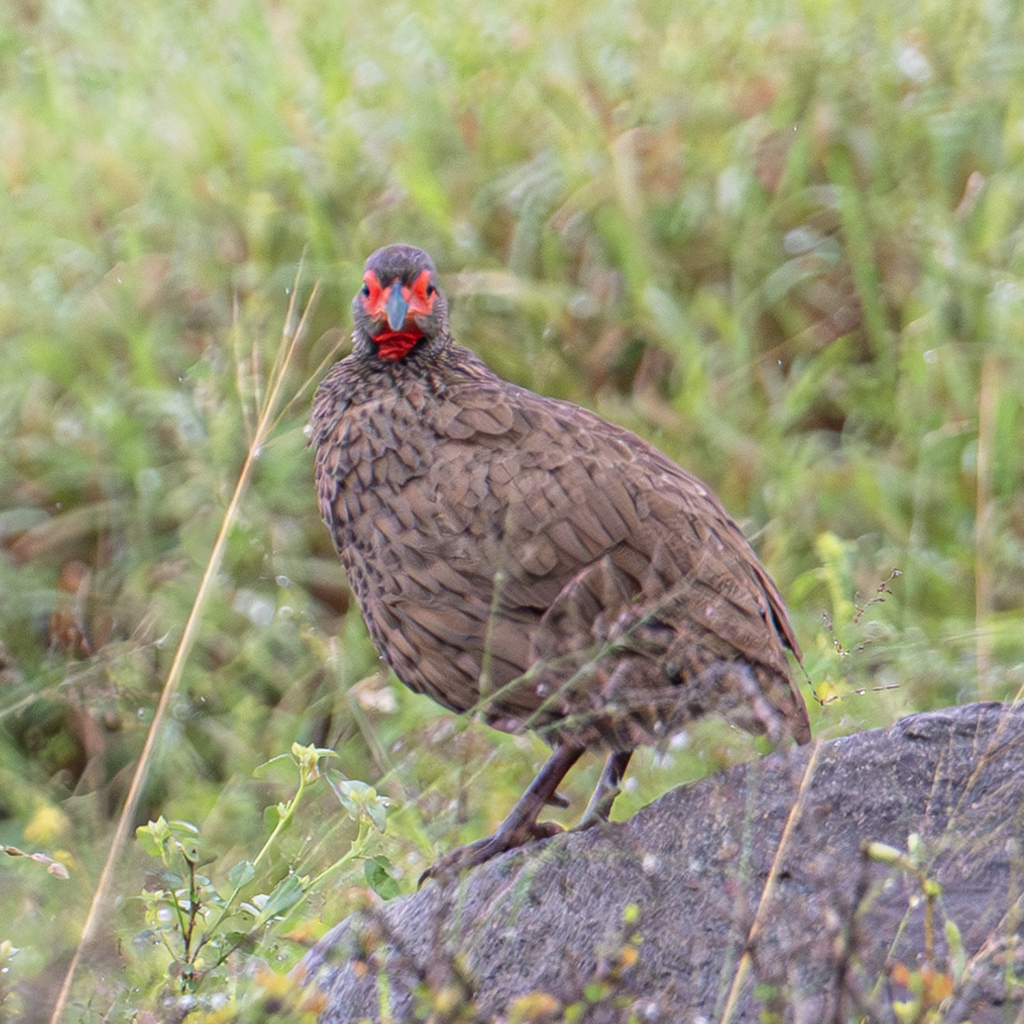 Swainson's Spurfowl from Ehlanzeni District Municipality, South Africa ...