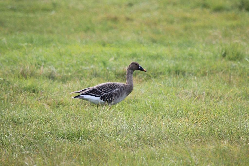 Middendorff's Bean Goose from речка Мишиха, Респ. Бурятия, Россия