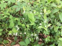 Stellaria longifolia