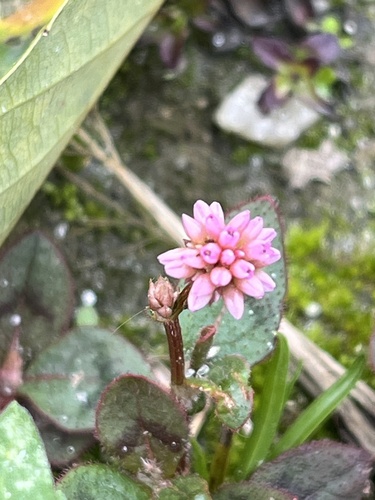 pink knotweed