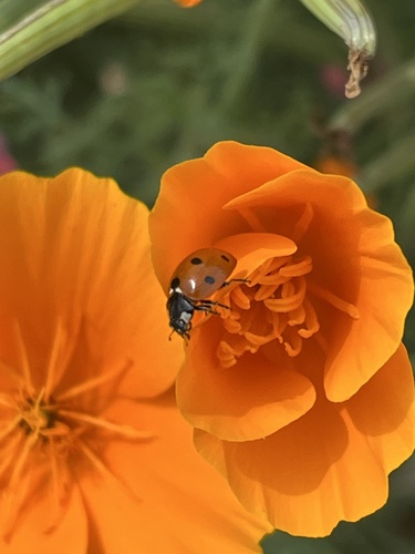 Seven-spotted Lady Beetle