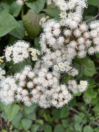 Crofton Weed
