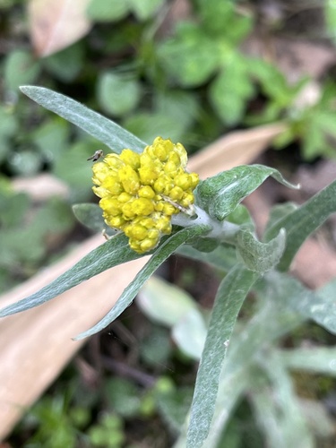 Cotton Weed