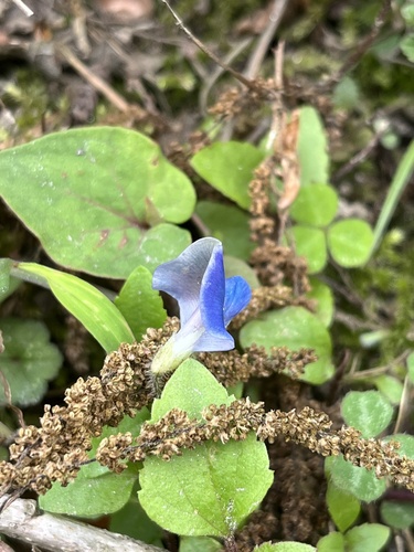 Shamrock Pea