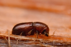 Dryocoetes autographus