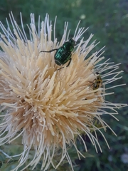 Trichiotinus lunulatus