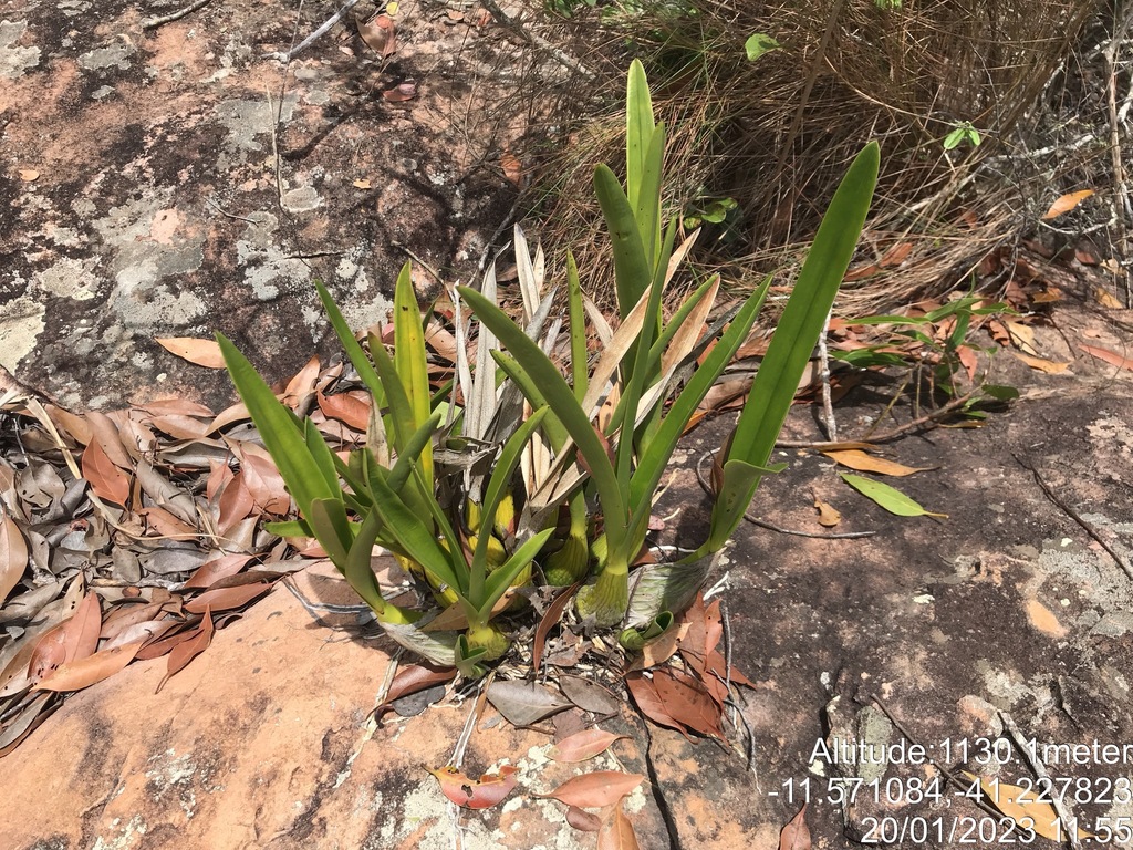 Encyclia alboxanthina