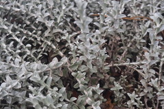 Helichrysum argyrophyllum