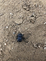 Microschatia inaequalis