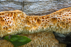 Pycnoporellus alboluteus