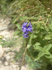 Veronica austriaca