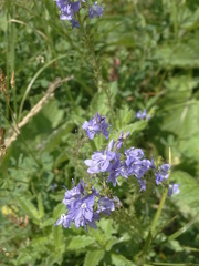 Veronica austriaca
