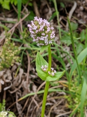 Plectritis congesta