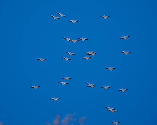 American White Pelican photographed in Iowa