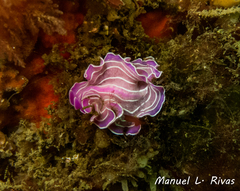 Prostheceraeus roseus