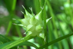Carex intumescens