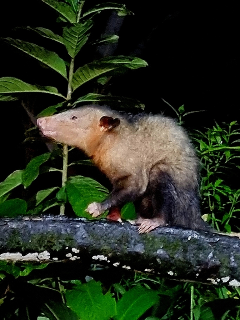 Southern Opossum from Maquipucuna Biological Reserve, vía Santa ...