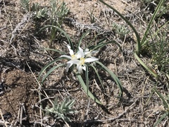 Mertensia lanceolata