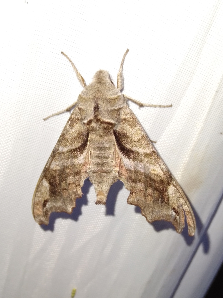 Lettered Sphinx from Norman, OK 73026, USA on April 5, 2024 at 08:47 PM ...