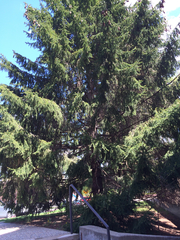 Picea