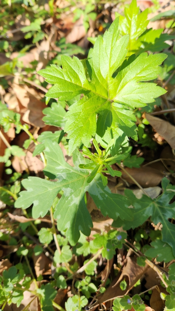 Broad-leaf Waterleaf from Sharpsburg, MD 21782, USA on April 6, 2024 at ...