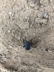 Microschatia inaequalis