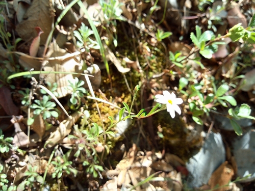 Image of Chaetopappa parryi by (c) Leticia Jiménez Hernández, some rights reserved (CC BY-SA)