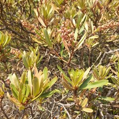 Comarostaphylis polifolia