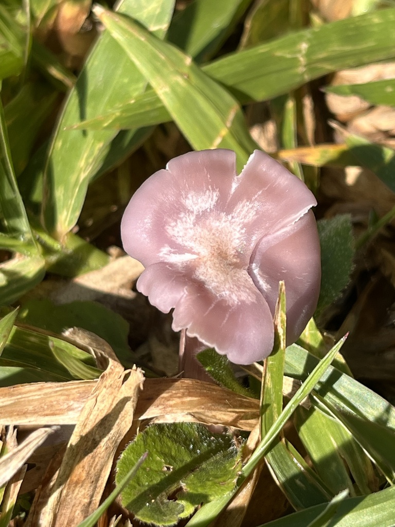 Collybia sordida · April 2024 · photo: © mariobarroso (iNaturalist, cc-by)