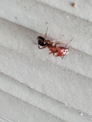 Camponotus