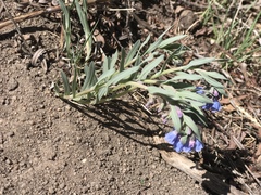 Mertensia lanceolata