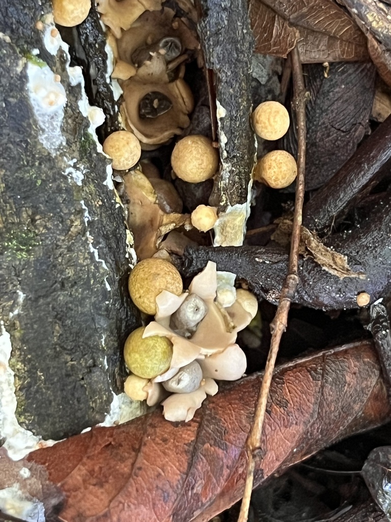 Geastrum schweinitzii