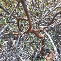 Comarostaphylis polifolia