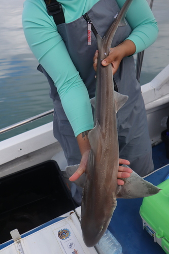 Smoothound (Mustelus palumbes) — Triakidae — 3
