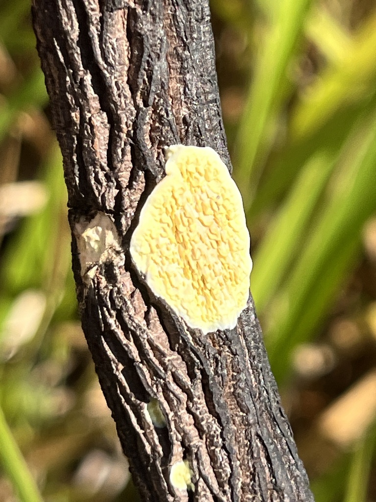 Flavodon flavus · April 2024 · photo: © mariobarroso (iNaturalist, cc-by)