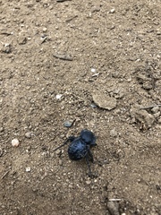 Microschatia inaequalis