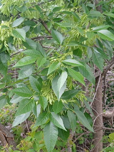 Image of Fraxinus berlandieriana by (c) Eleanor Pate, some rights reserved (CC BY)