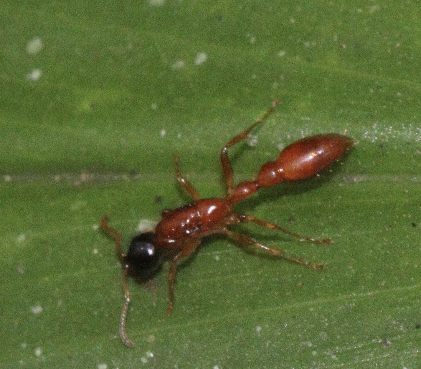 Tetraponera grandidieri