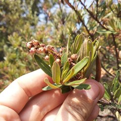 Comarostaphylis polifolia