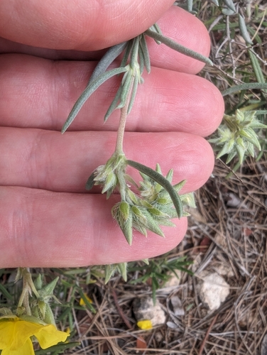 Image of Helianthemum syriacum by (c) Denis Bastianelli, some rights reserved (CC BY)