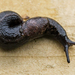 Budapest Slug - Photo (c) ed_phillips, some rights reserved (CC BY-NC)