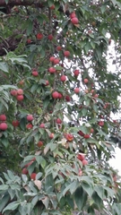Cornus capitata