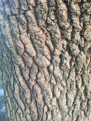 Ulmus americana